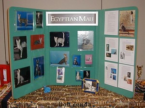 Egyptian Mau